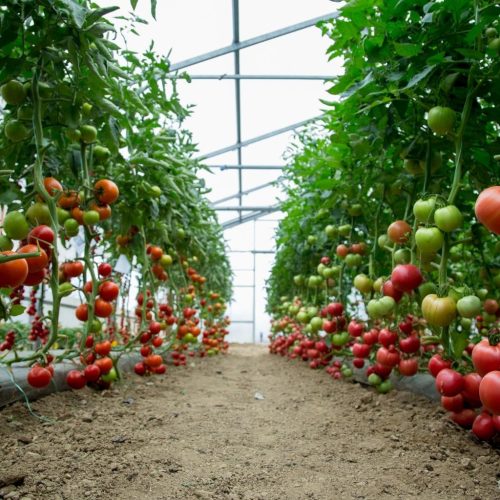 Greenhouse full of tomatoes, background