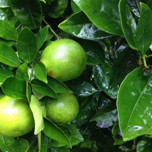 limes-orchard