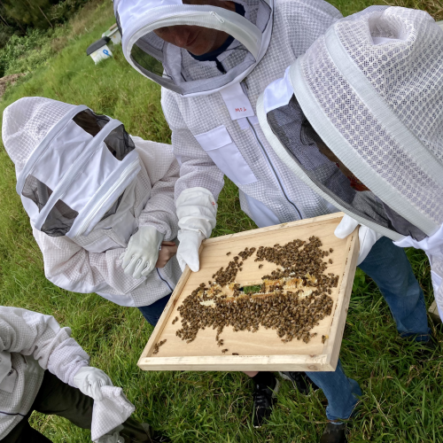 The Art of Beekeeping